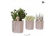 Succulenten mix Kolibri Greens Succulenten mix in Diamond pot silver1  