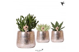 Succulenten mix Kolibri Greens Succulenten mix in Luxury pot silver1 p