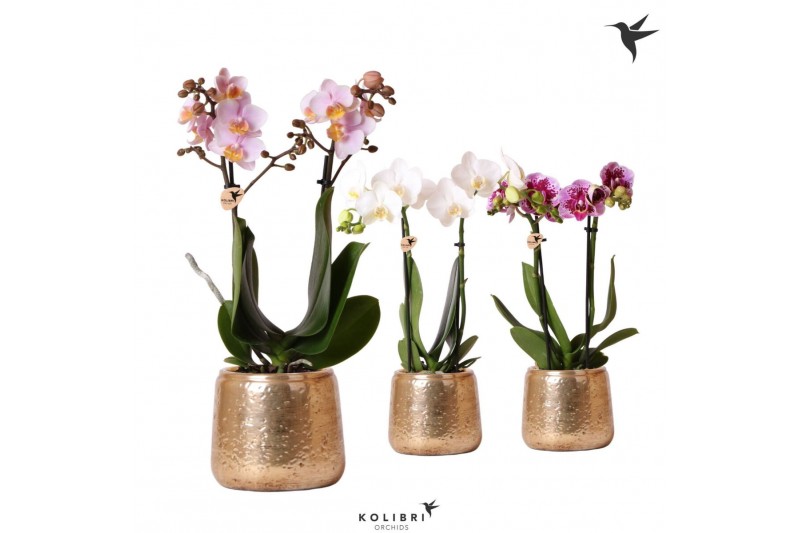 Phalaenopsis mix Kolibri Orchids Phalaenopsis mix 2 spike in Luxury po 