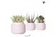 Succulenten mix Kolibri Greens Succulenten mix in Maze pot white1 pp 
