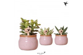 Succulenten mix Kolibri Greens Succulenten mix in Vintage Bowl pot pin