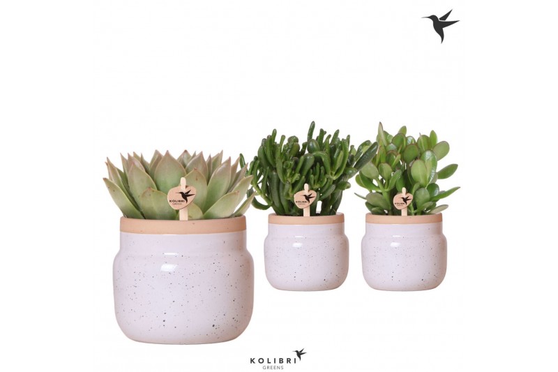 Succulenten mix Kolibri Greens Succulenten mix in Vintage Bowl pot whi 
