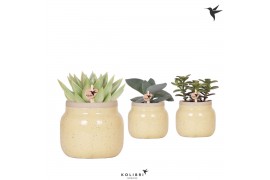 Succulenten mix Kolibri Greens Succulenten mix in Vintage Bowl pot kha