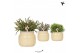 Rhipsalis mix Kolibri Greens Rhipsalis mix in Vintage Bowl pot khaki1  
