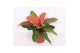 Philodendron Philodendron Prince of Orange1 pp 