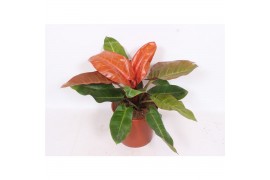 Philodendron Philodendron Prince of Orange1 pp