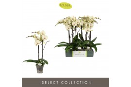 Phalaenopsis geel Optistar Turner 2 spike15 bl. 2 tak/plnt