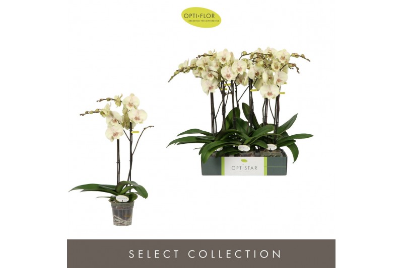 Phalaenopsis geel Optistar Turner 2 spike15 bl. 2 tak/plnt 