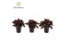 Peperomia rocca scuro Peperomia Rosso 7 cm 1 pp