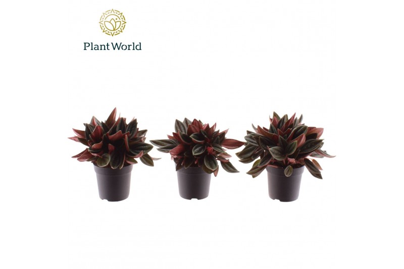 Peperomia rocca scuro Peperomia Rosso 7 cm 1 pp 