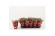 Kalanchoe rosalina don amador Kalanchoe Double, Catchy Season Red1 pp 