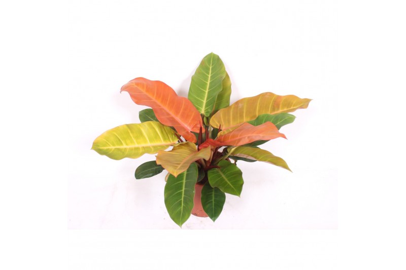 Philodendron Philodendron Prince of Orange1 pp 