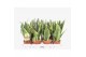 Sansevieria trifasciata futura superba Sansevieria Superba 