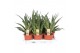 Sansevieria cylindrica Sansevieria Diamond Green 