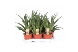 Sansevieria cylindrica Sansevieria Diamond Green