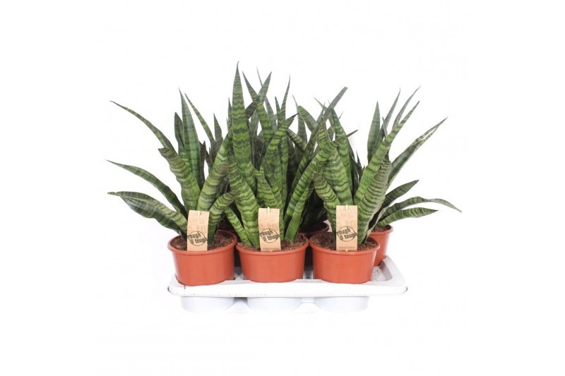 Sansevieria cylindrica Sansevieria Diamond Green 