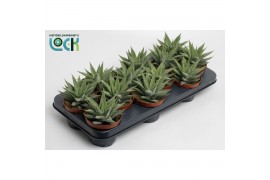 Haworthia spider white