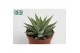 Haworthia spider white 