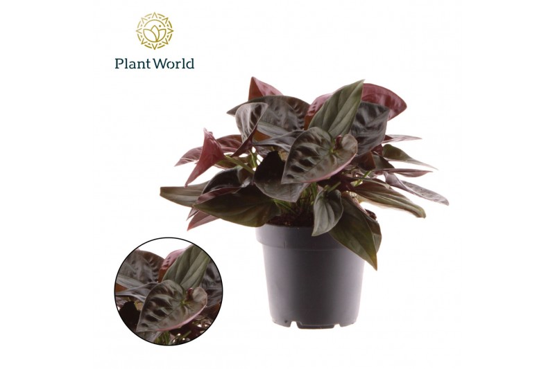 Syngonium Syngonium erythrophyllum Red Arrow 1 pp 