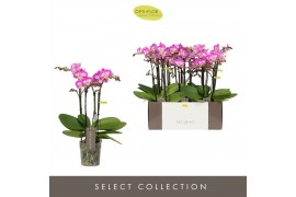 Phalaenopsis multiflora roze Exclusivo Cupido 4 spike35 bl. 4 tak/plnt