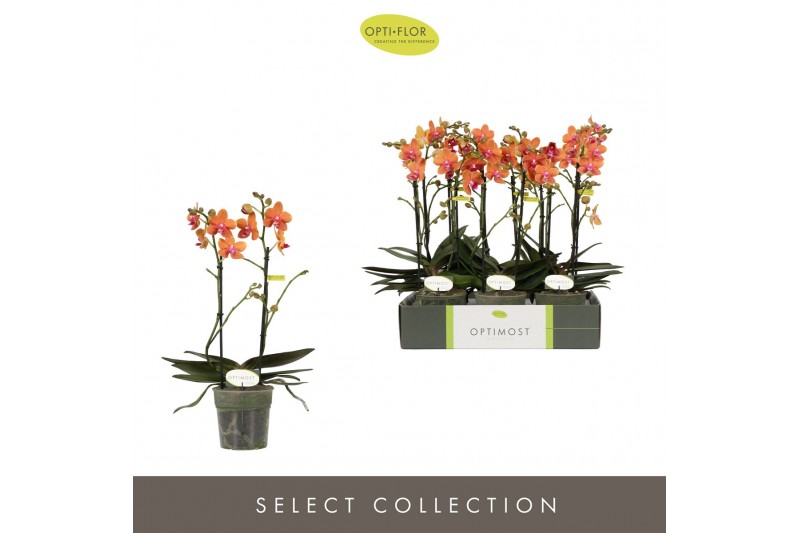 Phalaenopsis multiflora paprika Optimost Paprika 2 spike 25 bl. 2 tak/ 