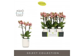 Phalaenopsis multiflora geel Exclusivo Tama 3 spike in Molise White Aq