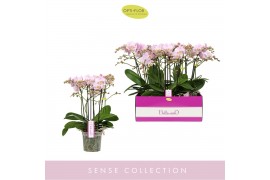 Phalaenopsis multiflora Bellissimo Adorabl.  tak/plnt 2000 gram