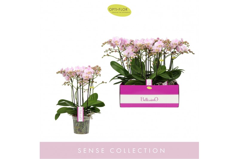 Phalaenopsis multiflora Bellissimo Adorabl.  tak/plnt 2000 gram 