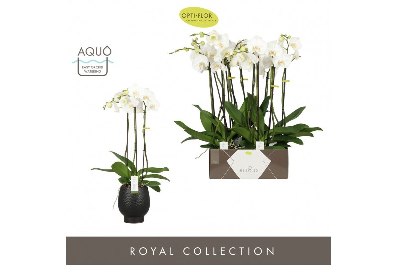 Phalaenopsis wit Bijoux Crystal 3 spike in Abruzzo Black Aquo 24 bl. 3 