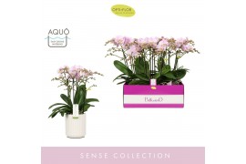 Phalaenopsis multiflora roze Bellissimo Adora in Molise White Aquo 100