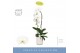 Phalaenopsis wit Fontano Wealth 1 spike in Molise White Aquo 9 bl. 1 t 