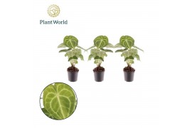 Anthurium Anthurium Clarinervium 7cm 1 bl.