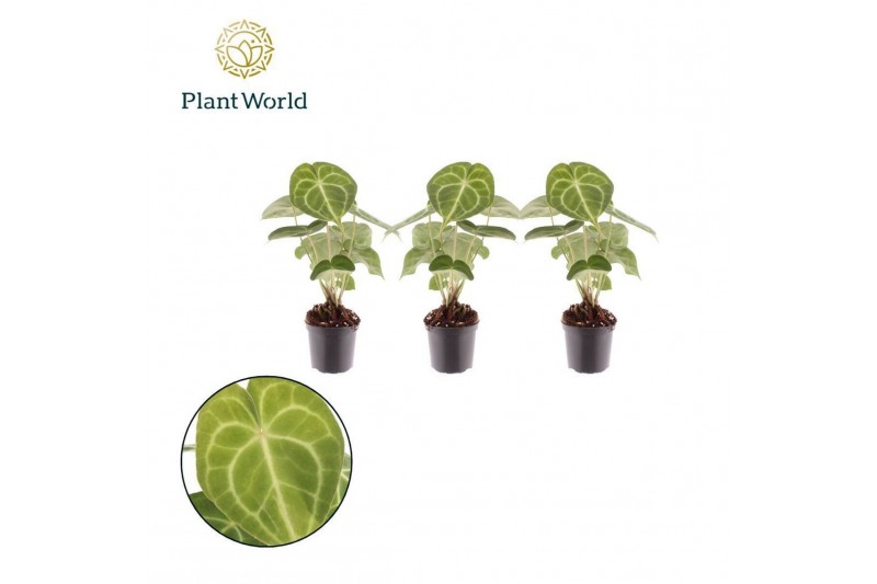 Anthurium Anthurium Clarinervium 7cm 1 bl. 