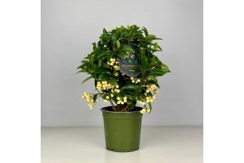 Ardisia crenata bos premium white Ardisia crenata Bospremium White