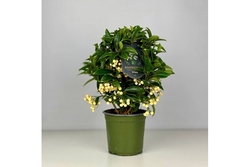 Ardisia crenata bos premium white Ardisia crenata Bospremium White 