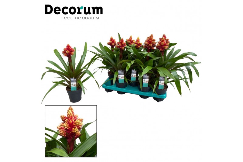 Guzmania Guzmania Brush (Decorum) 1 bl. 