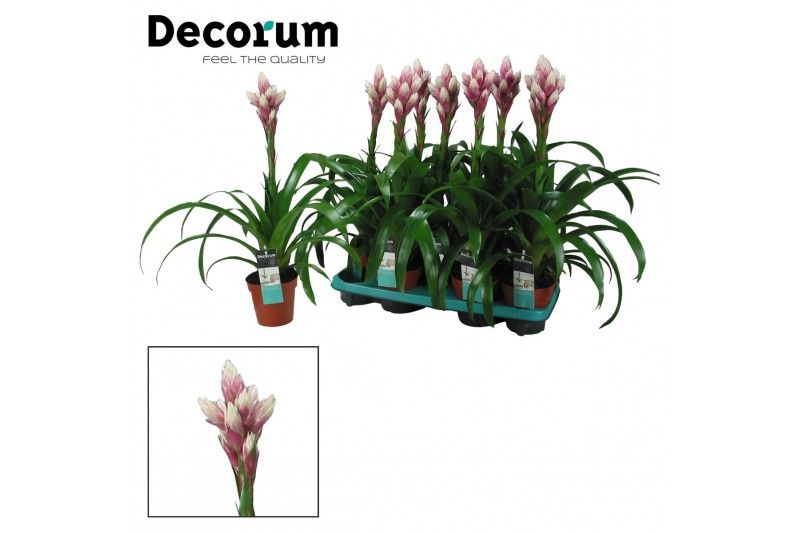 Guzmania candy Guzmania Candy (Decorum) 1 bl. 