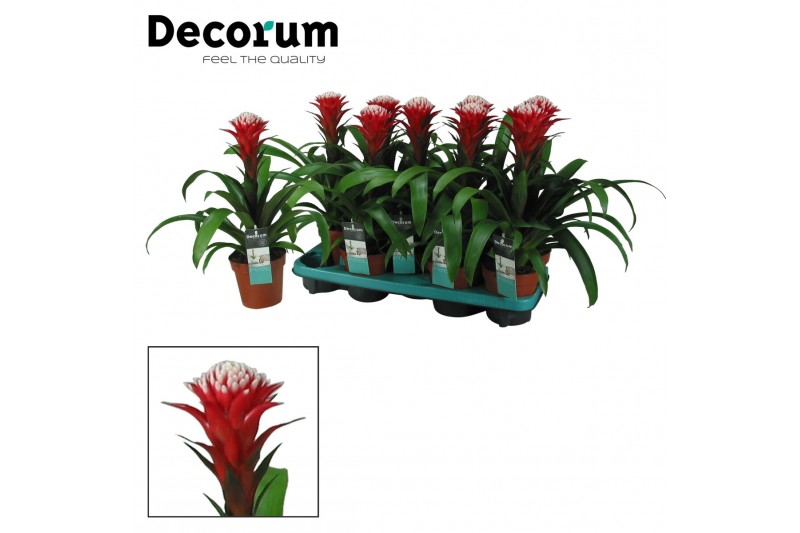 Guzmania hope Guzmania Hope (Decorum) 1 bl. 