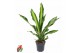 Dracaena fragr. burley Dracaena Burley kopstek P211 pp 