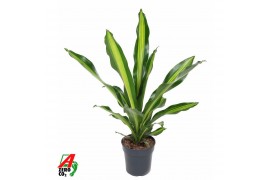 Dracaena fragr. burley Dracaena Burley kopstek P211 pp