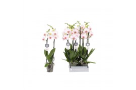 Phalaenopsis bohemian goya Phalaenopsis Goya, 2-spike 18+18 bl. 2 tak/