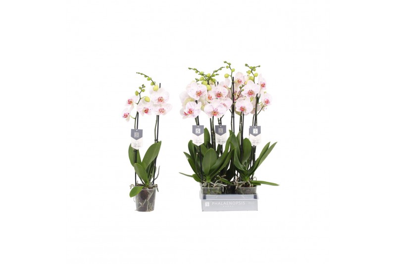 Phalaenopsis bohemian goya Phalaenopsis Goya, 2-spike 18+18 bl. 2 tak/ 