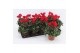 Cyclamen pers. midori synchro Cyclaam Mini Red15 cm diameter rood 1 pp 