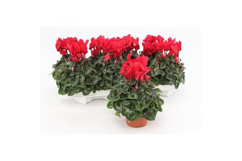 Cyclamen pers. midi super serie allure Cyclaam Midi Red22 cm diameter  