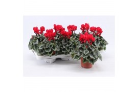 Cyclamen pers. super serie picasso Cyclaam Super Serie Picasso Red22 c