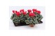 Cyclamen pers. super serie picasso Cyclaam Super Serie Picasso Red22 c 