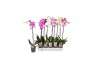 Phalaenopsis mix Phalaenopsis mix 5 kleuren - 1 tak, 9+/vertakt9 bl. 1