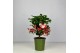 Ardisia crenata bos premium jingle berries Jingle Berries™ 12cm Mini A 