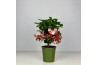 Ardisia crenata bos premium jingle berries Jingle Berries™ 12cm Mini A