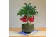 Ardisia crenata bos premium jingle berries Jingle Berries™ 12cm Mini A 